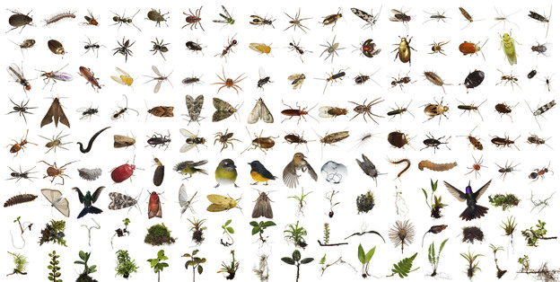 Part of the contents of One Cubic Foot, more than 150 different kinds of plants and animals were found in the Monteverde cube over 100 feet up in the canopy of a Strangler Fig Tree, Location: Monteverde Cloud Forest Biological Reserve, Costa Rica. Part of the contents of One Cubic Foot, more than 150 different kinds of plants and animals were found in the Monteverde cube over 100 feet up in the canopy of a Strangler Fig Tree, Location: Monteverde Cloud Forest Biological Reserve, Costa Rica.